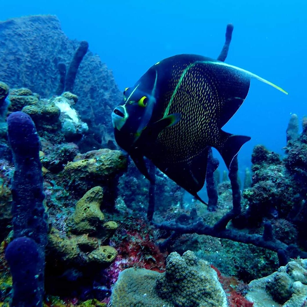 Plongée en Guadeloupe